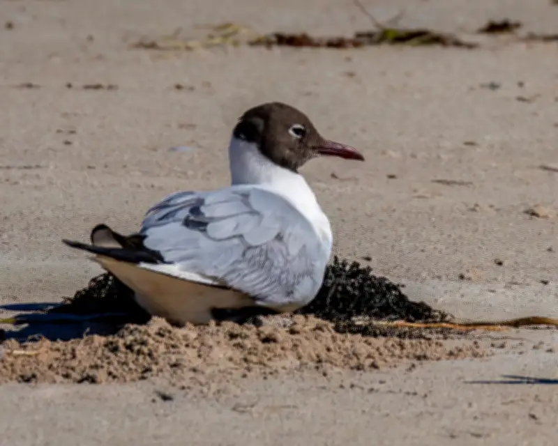 Rare Black-Headed Gull Sparks Twitcher Frenzy in Western Australia