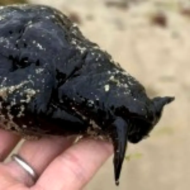 Rare Depilatory Sea Hare Found on Anglesey Beach Baffles Experts