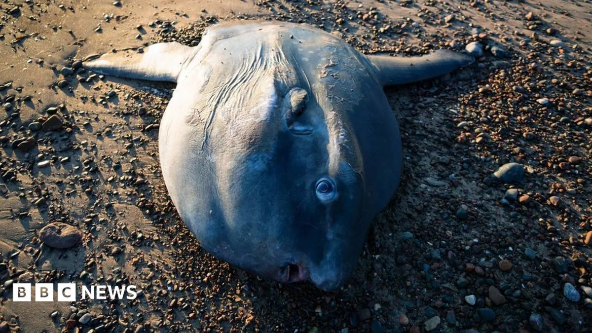 Rare Giant Sunfish Washes Up on Highland Beach