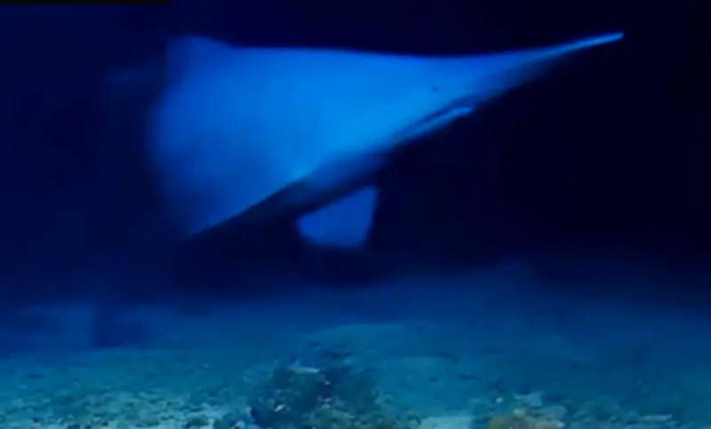 Rare Goblin Shark Seen Alive in Deep Ocean for First Time