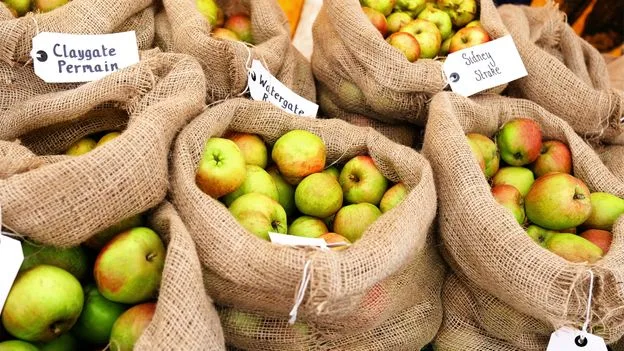 Lost Heritage Apple Varieties Rediscovered in Shropshire Orchard