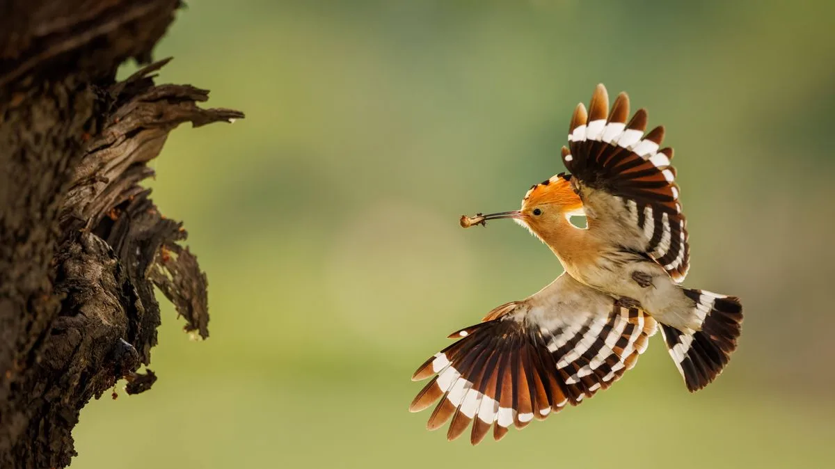 Rare Hoopoe Bird Sparks Excitement with UK Sightings
