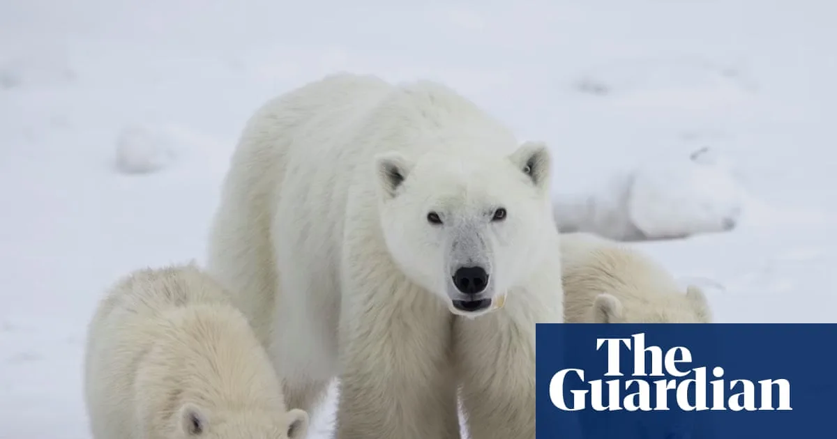 Rare Polar Bear Adoption Gives Cub New Lease On Life