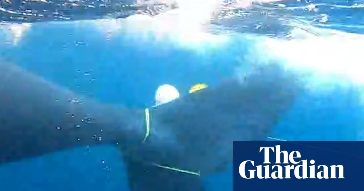Rare Southern Right Whale Freed After Multi-Day Rescue Off New Zealand Coast