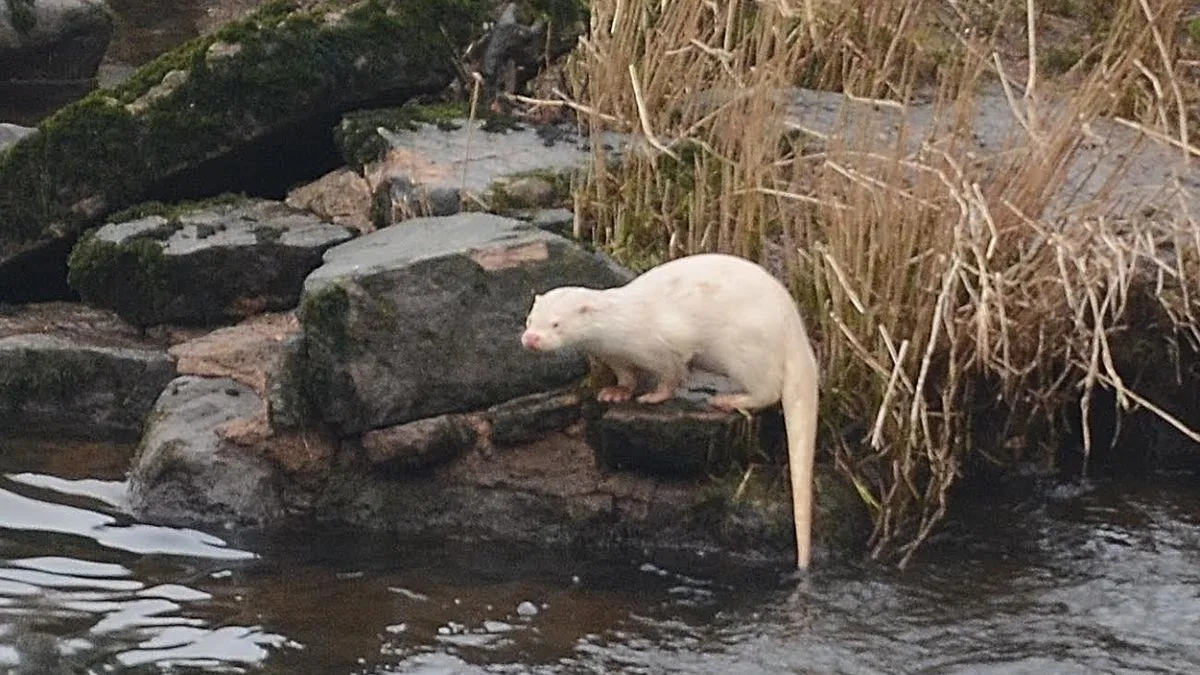 Rare Albino Otter Spotted by Couple in River Clyde