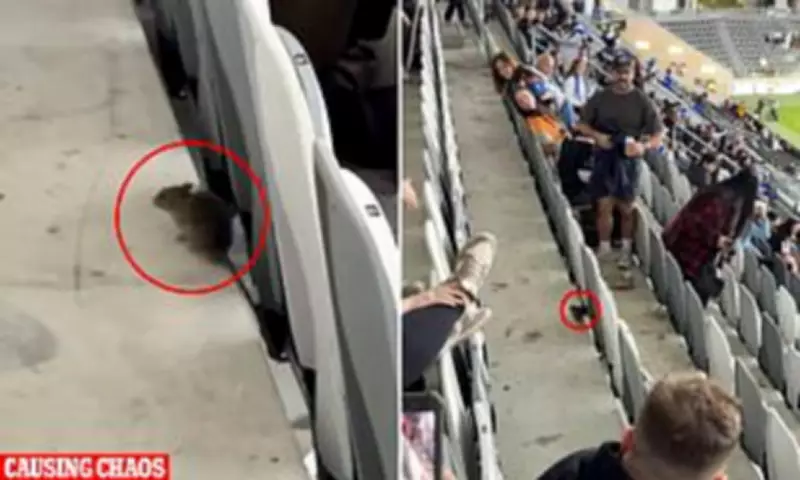 Rat Panics NRL Fans at CommBank Stadium During Tigers vs Bulldogs Match