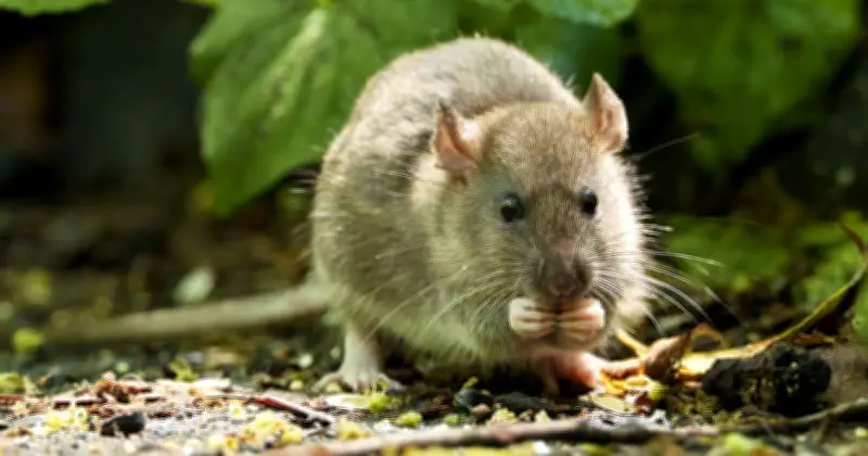Rats Invade Homes If You Store One Garden Item: Pest Expert Warning