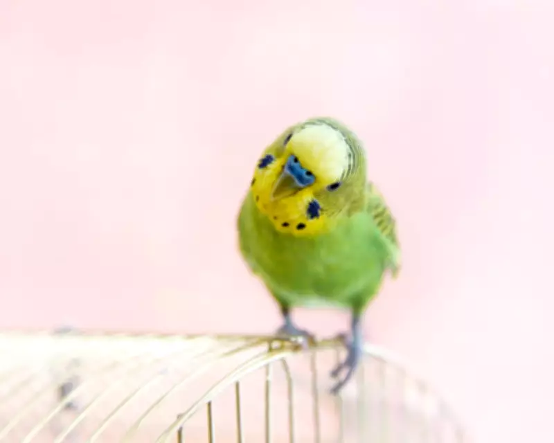 Readers Share Tales of Self-Pleasuring Pets After Bird Study