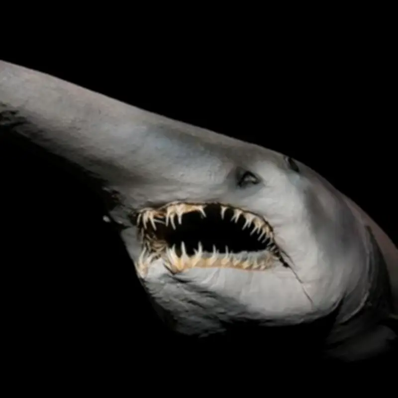 Real-Life 'Alien' Shark from Dinosaur Era Filmed Alive for First Time in Deep Sea