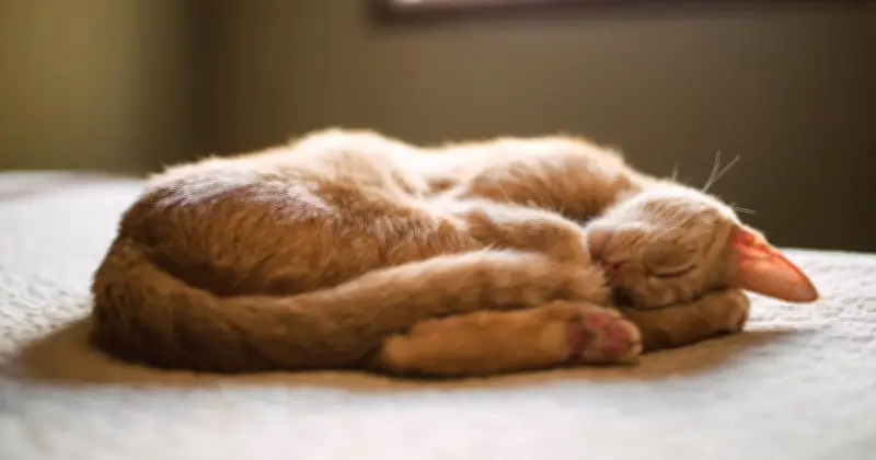 Real Reason Cats Sleep Curled Up Revealed by Owner