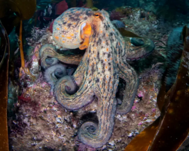 Record Octopus Surge Spreads from Southwest England to Scotland