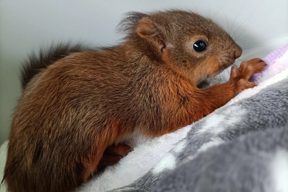 Red Squirrel Kits Rescued From Ditch In Oban
