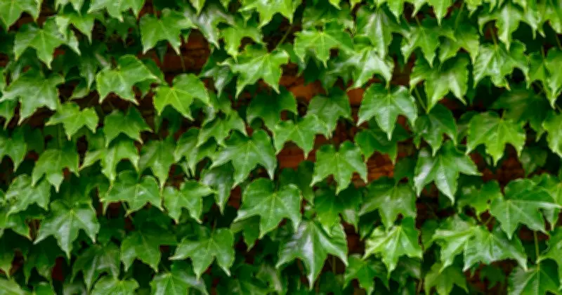 Remove English Ivy Naturally: Simple Free Garden Method