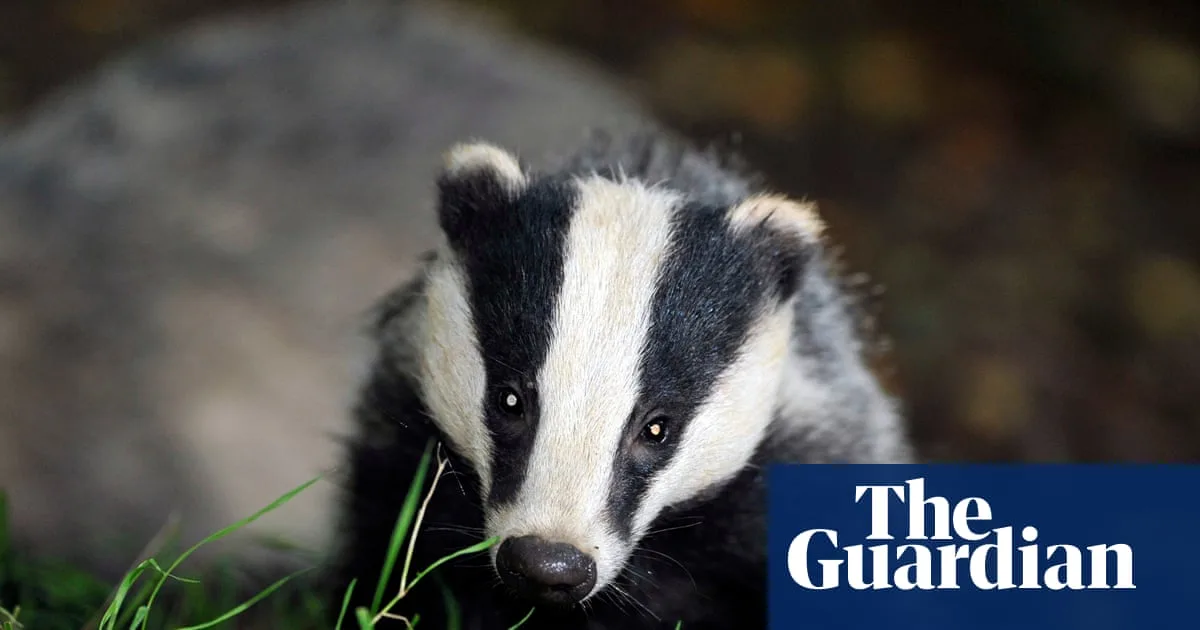 Labour Urged to Replace Badger Cull with Vaccines in New Report