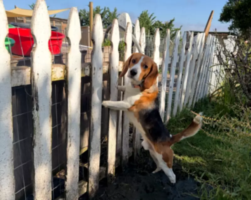Rescue Beagles from Lab Face Long Road to Recovery and Trust