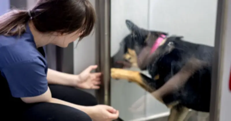 Rescue dog Rivington breaks hearts crawling to foster mom after surgery