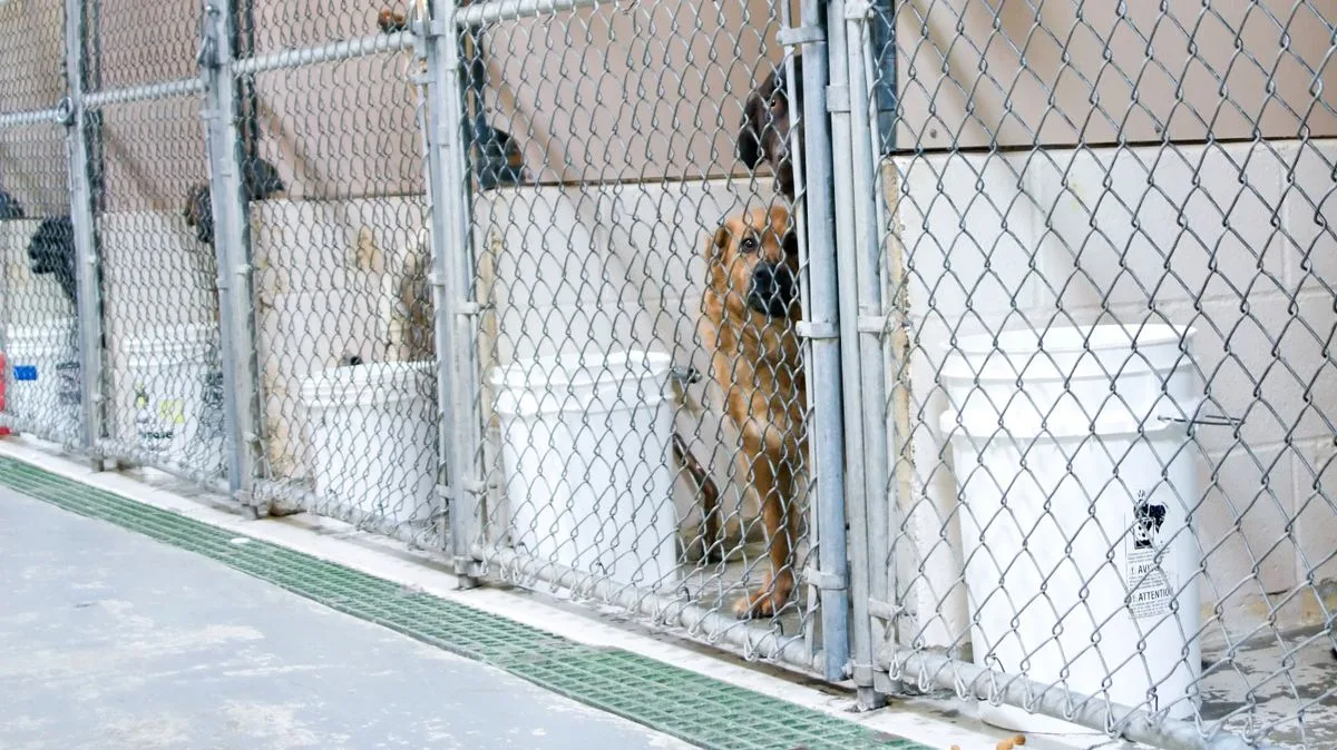 Rescue Dog's Joyful First Beach Visit After Four Years in Cage