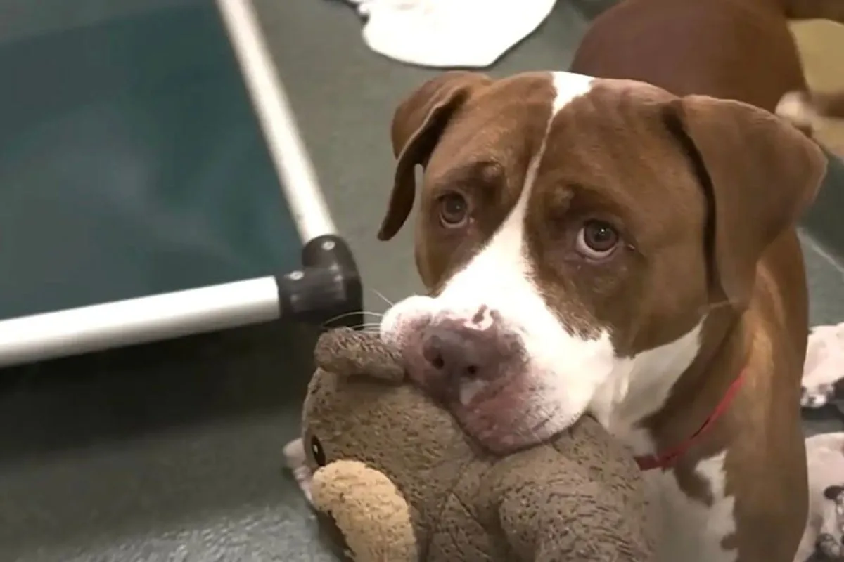 Viral Video Shelter Dog Peanut Finds Forever Home