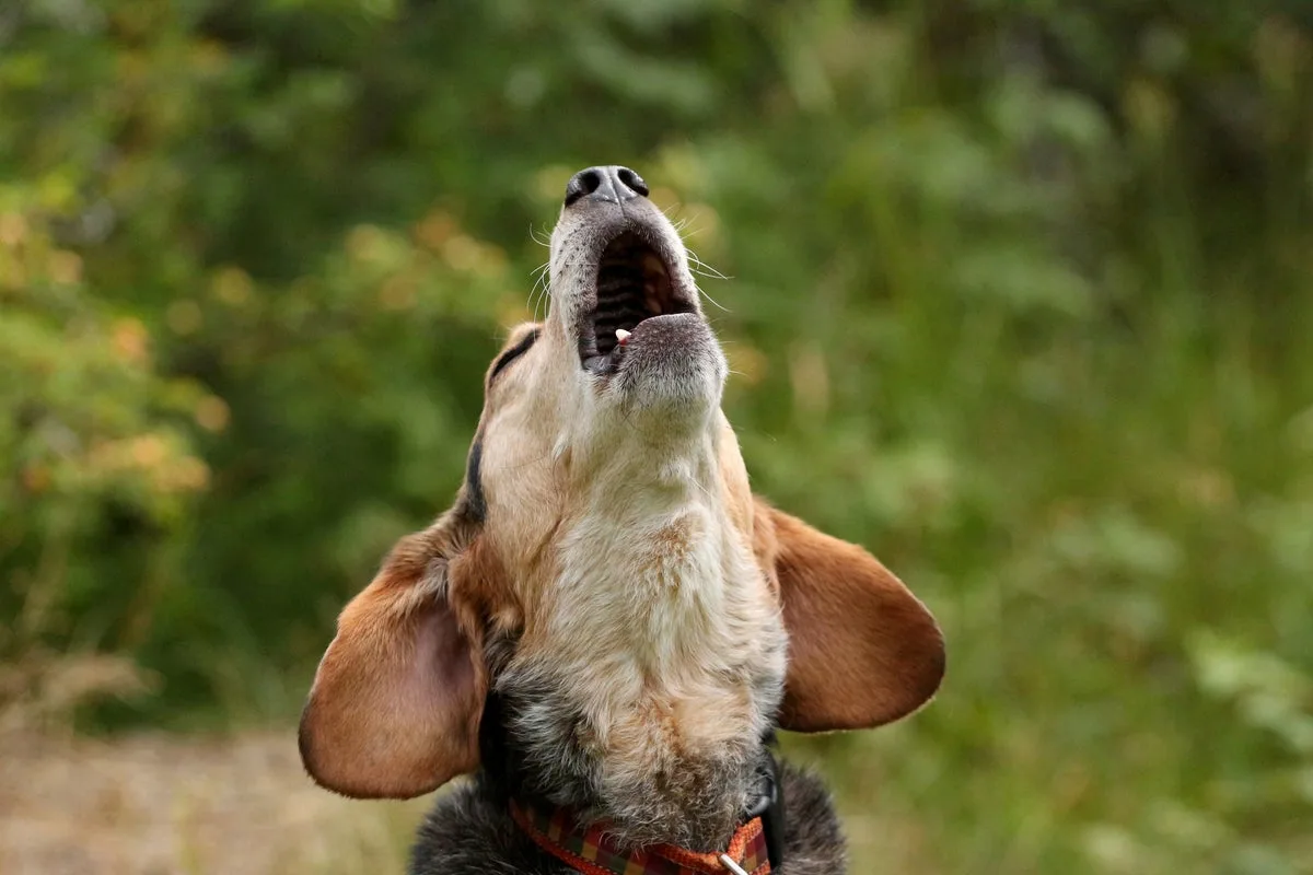 Rescue Group to Buy 1,500 Beagles from Wisconsin Facility