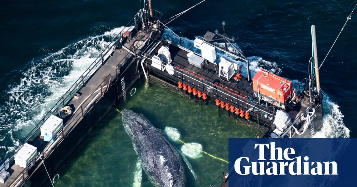 Rescue of Stranded Whale Timmy Criticised by Experts