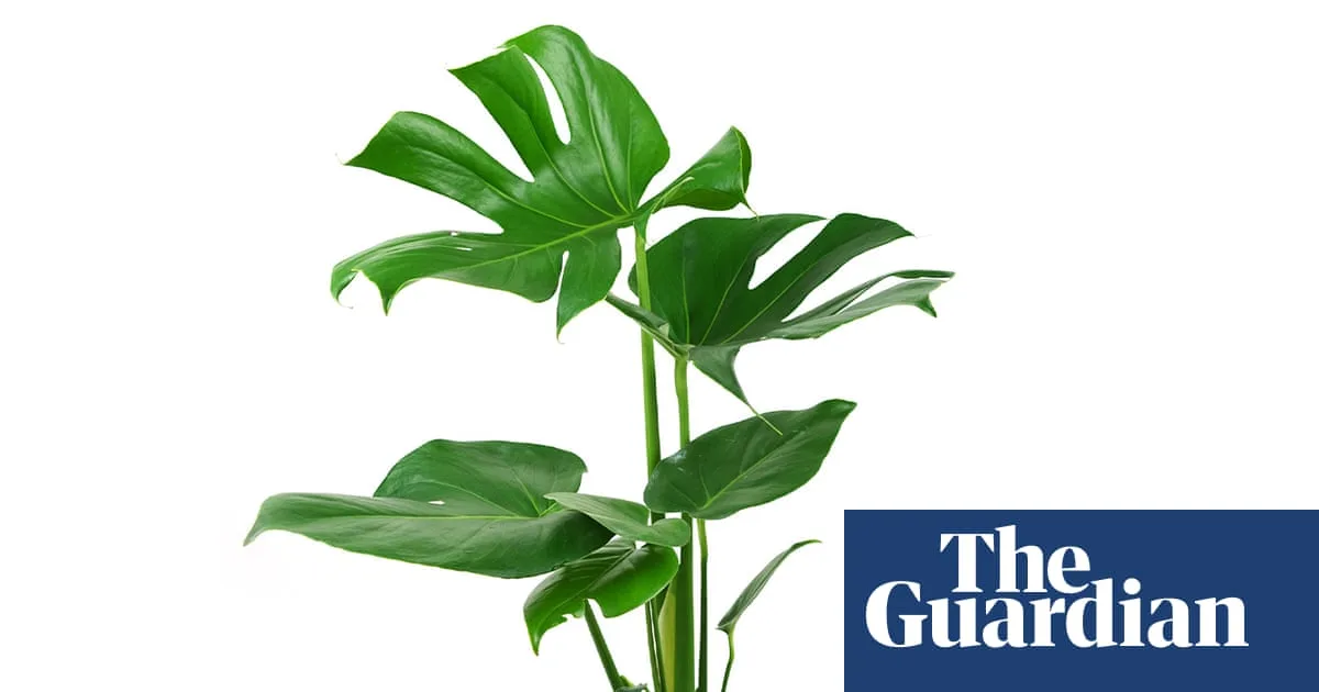 How to Restore Your Cheese Plant's Glossy Leaves