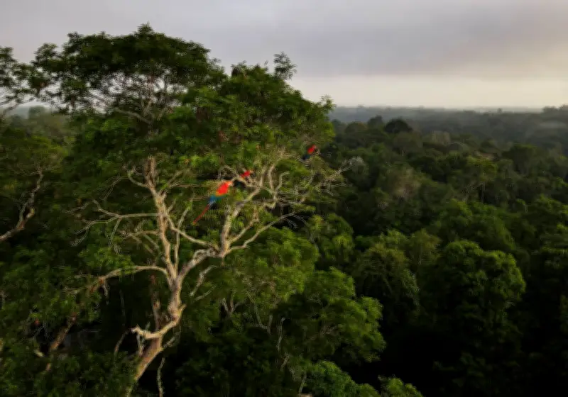 Rethinking Ecosystem Failure: Why Forests Don't 'Break Down' Like Machines
