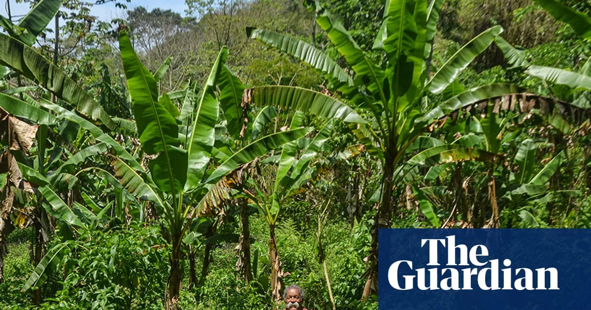 Rio Banana Growers Protect Urban Forest With Agroforestry