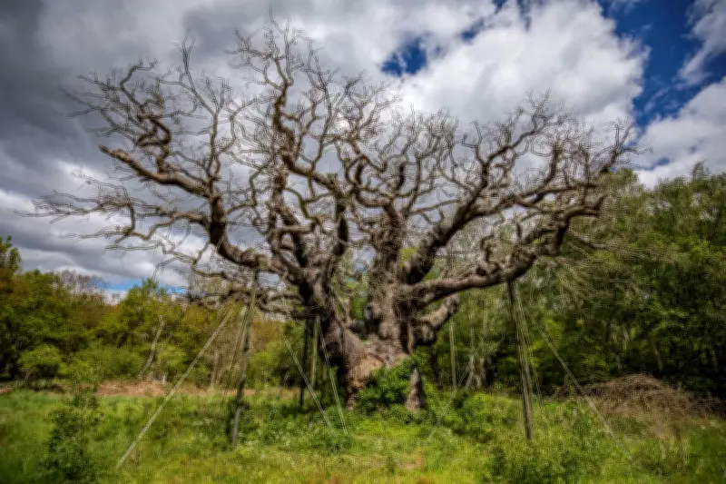 Robin Hood's Major Oak in Sherwood Forest Believed Dead After 1,200 Years