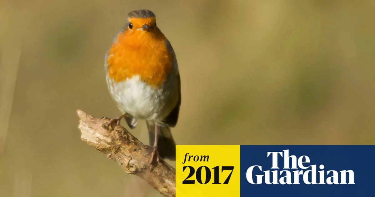 Robin Numbers in UK Gardens Reach 20-Year High