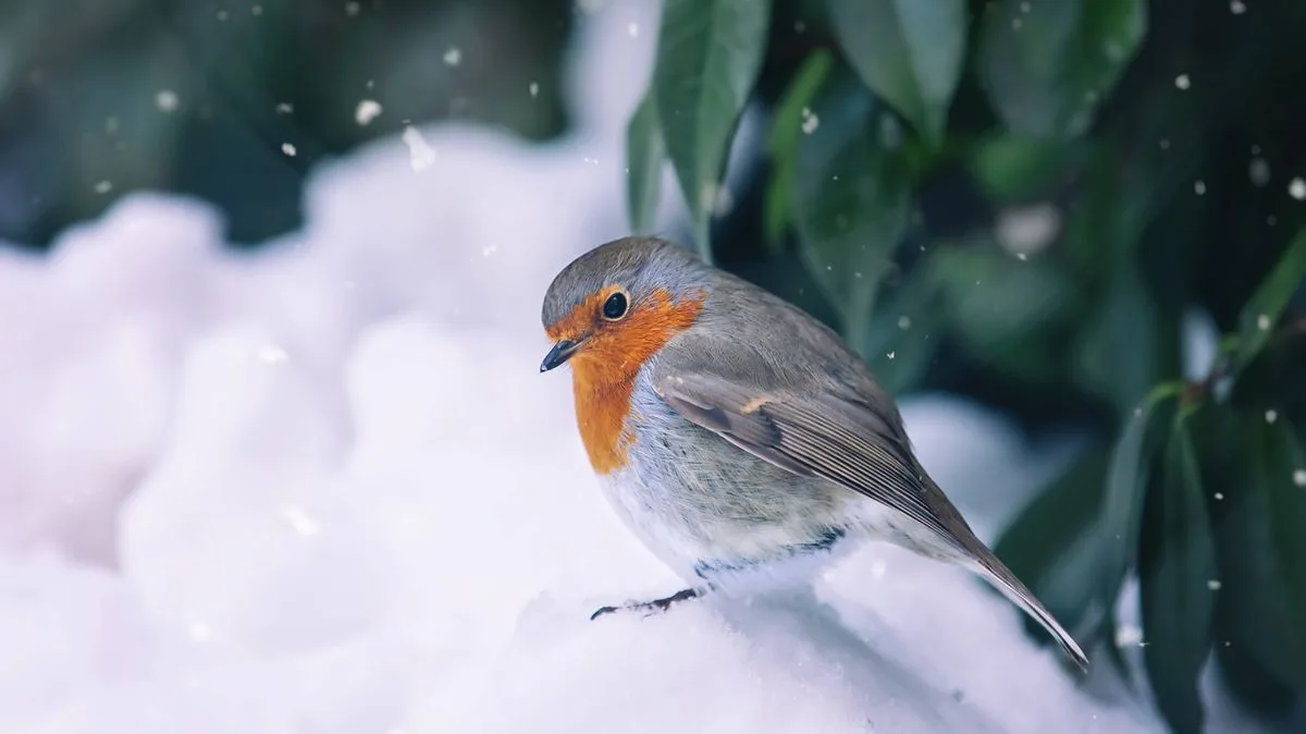 Robin Makes Woman's Hair Its Nest at Yorkshire Wildlife Park