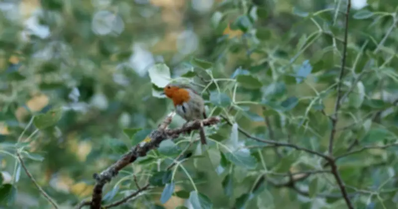 Robins Will Survive Summer Heatwaves With 1 Simple Garden Addition