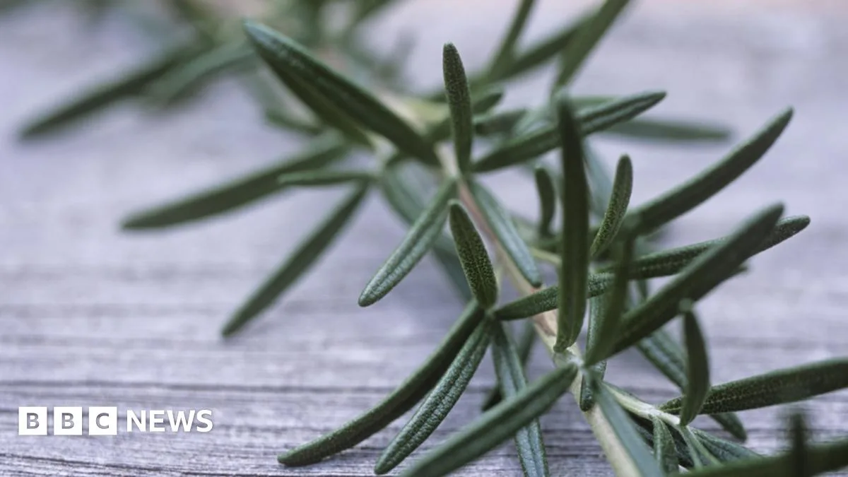 Rosemary Boosts Memory And Fights Alzheimer's