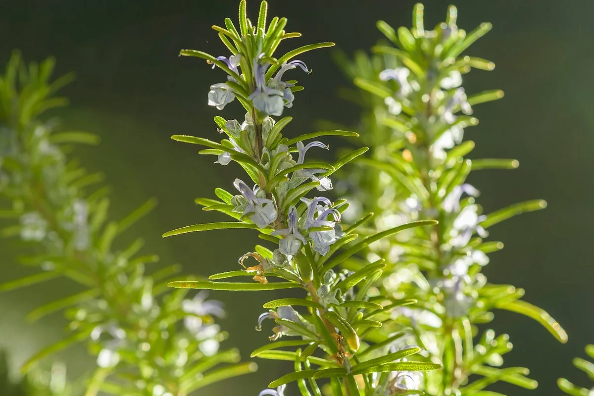 Rosemary Herb Boosts Memory And Fights Alzheimer’s