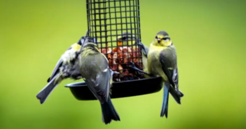 RSPB Urges Gardeners to Relocate Bird Feeders to Prevent Disease
