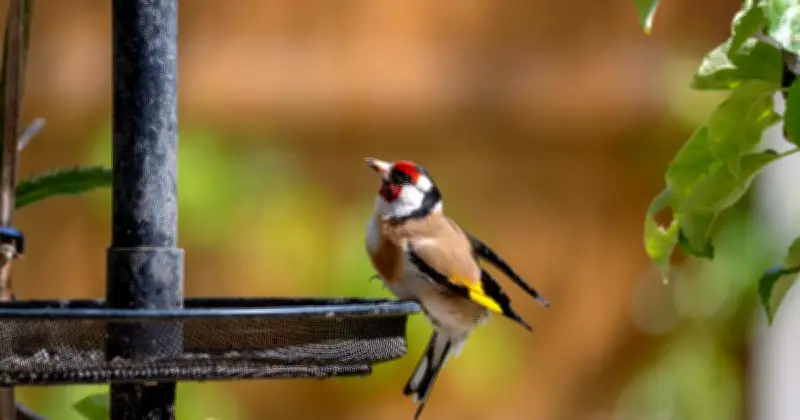 RSPB Urges Gardeners to Stop Feeding Birds Seeds and Peanuts in June