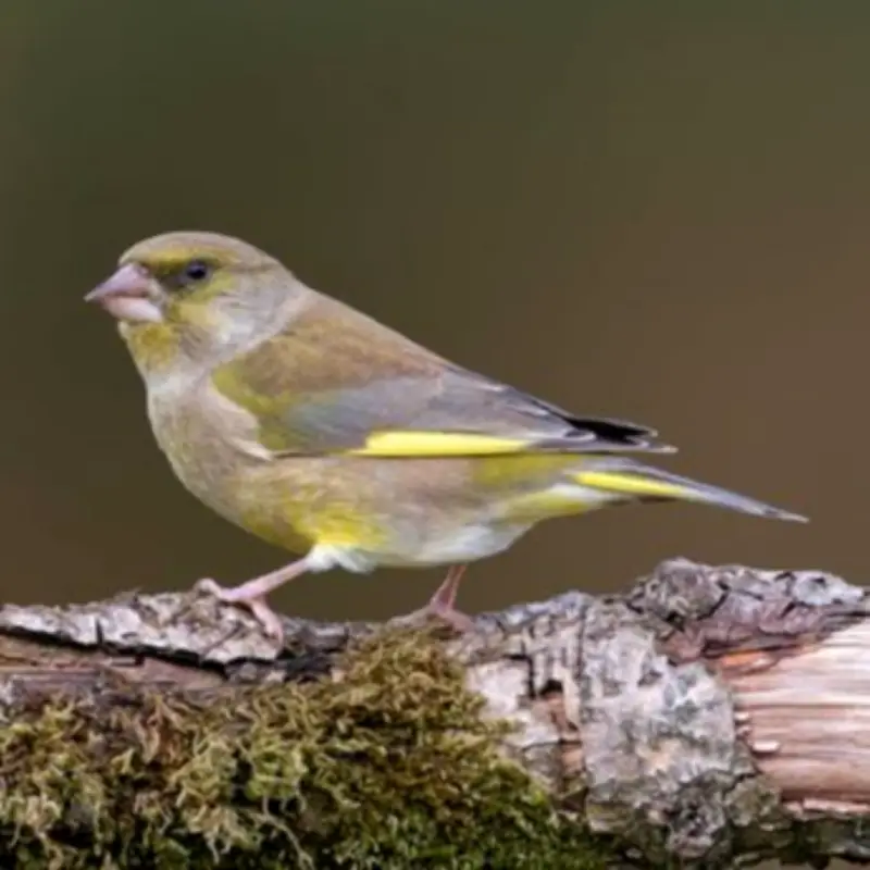 RSPB Urges Welsh Households to Act as Contagious Disease Hits Garden Birds