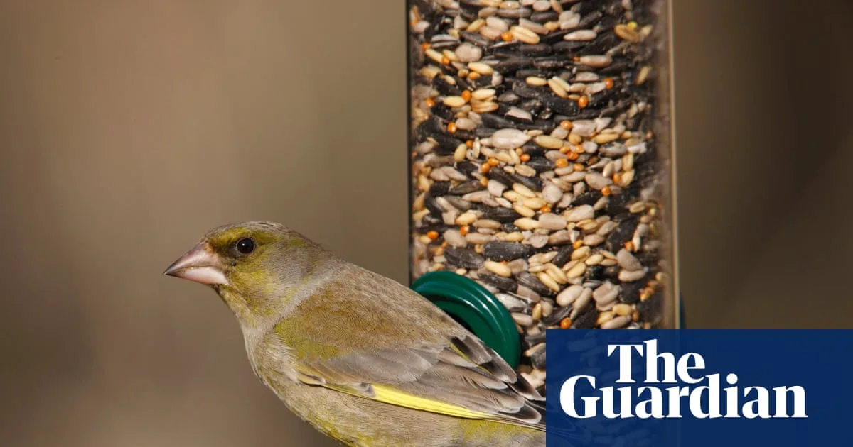 RSPB Urges Removal of Bird Feeders in Summer to Curb Avian Disease