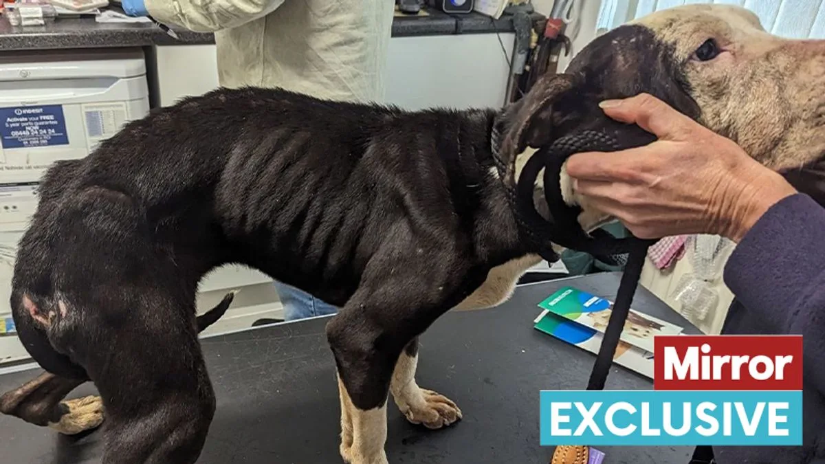 Three Abandoned Dogs Find Forever Homes in Time for Christmas