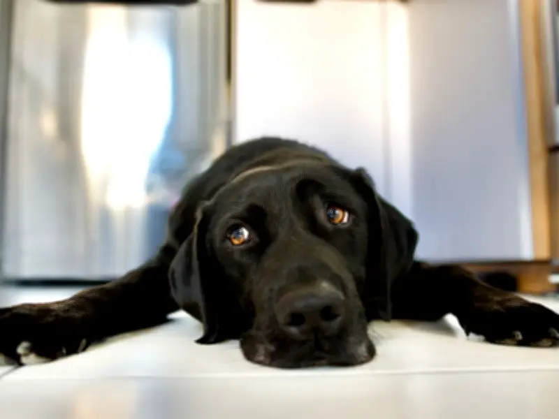 RSPCA Issues 'Dog Lockdown' Alert for Pet Owners During Heatwave