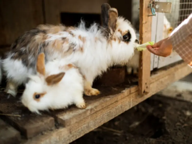 RSPCA Issues Heatwave Warning for Rabbit and Small Animal Owners