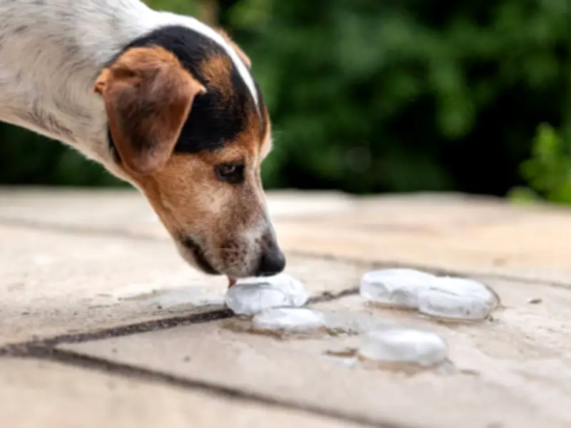 RSPCA Settles Debate: Ice Cubes Safe for Dogs in Heatwave