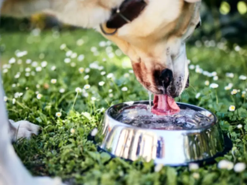 RSPCA Settles Heatwave Debate: Ice Cubes Safe for Dogs