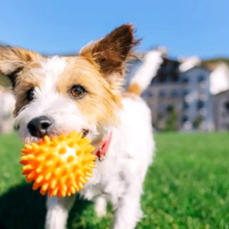 RSPCA Urges Animal Lovers to Join 'June 15' Campaign for RSPCA Week