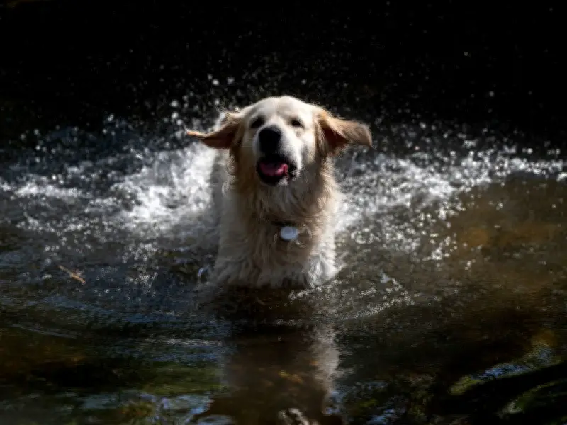RSPCA Warns Against Damp Towels to Cool Dogs in Heatwave