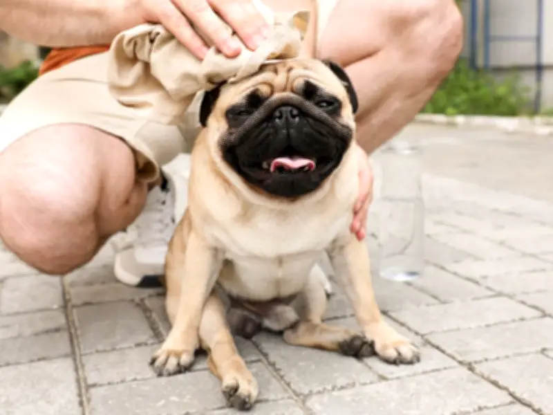 RSPCA Warns Dog Owners: Damp Towels Can Be Deadly in Heatwave