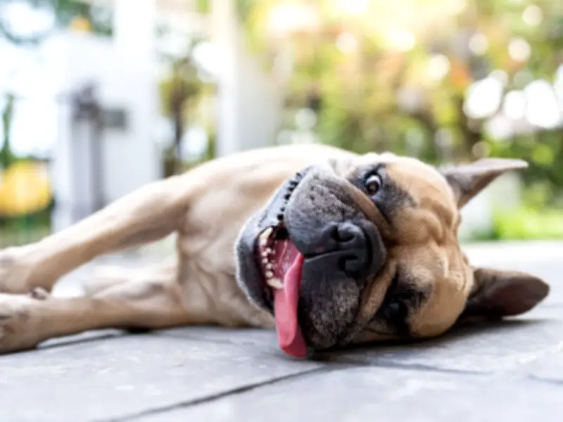 RSPCA Warns Owners of 4 Dog Breeds to Take Extra Care in Heatwave