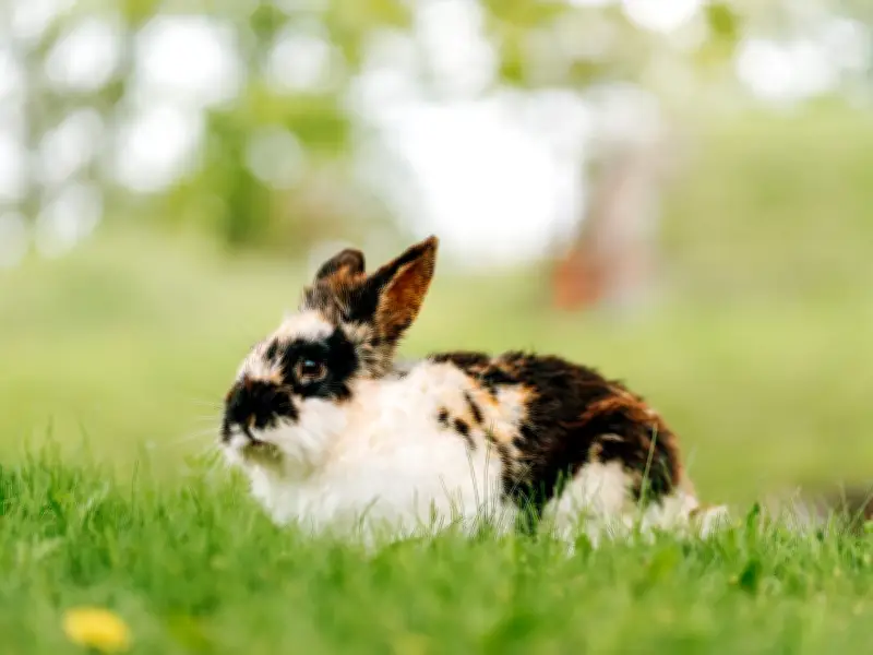 RSPCA Warns Pet Owners: Small Animals at Risk in UK Heatwave