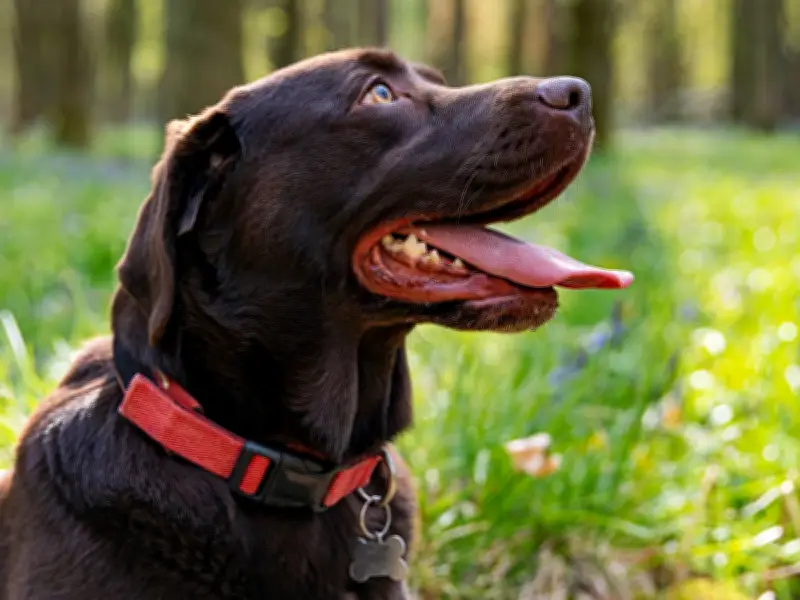 RSPCA's 3 Steps to Prevent Dog Heatstroke in UK Heatwave