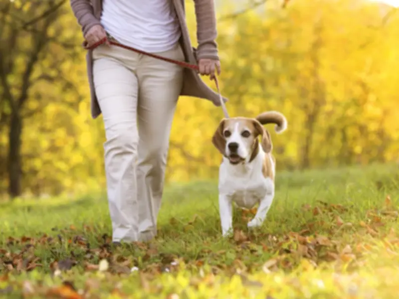 RSPCA's Five Second Rule for Dog Walks During UK Heatwave
