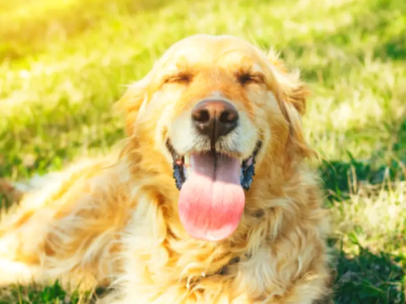 RSPCA's Three Steps to Prevent Heatstroke in Dogs as UK Hits 36C